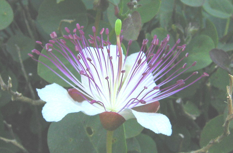 Capparis orientalis