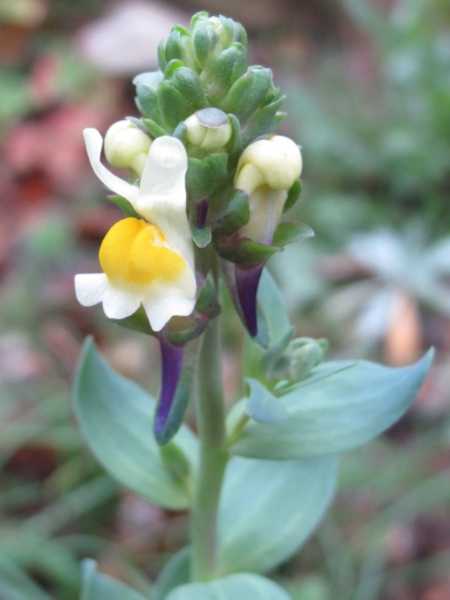 Linaria triphylla