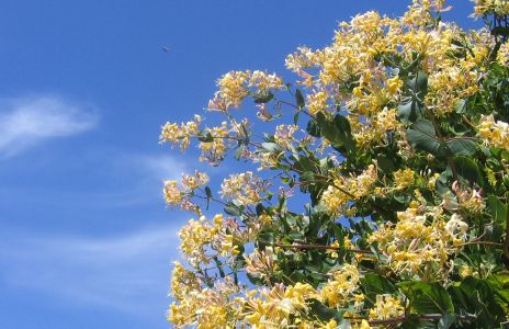 Etruscan honeysuckle