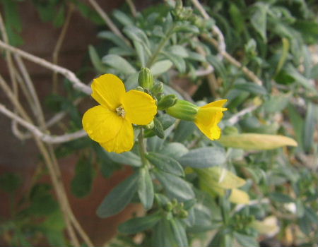 Cruciferae